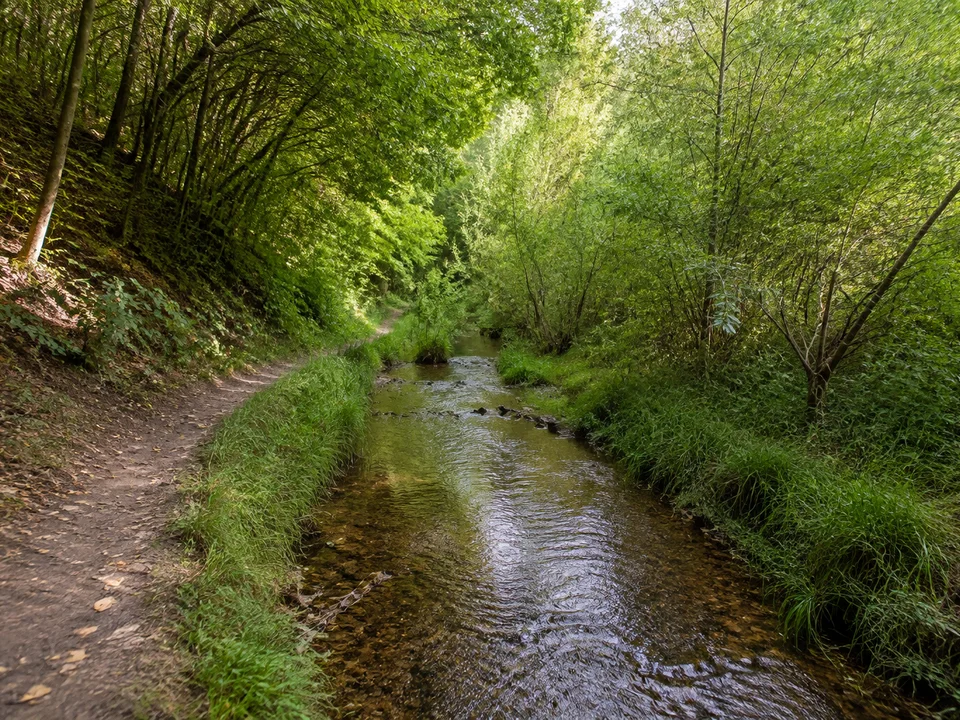 Triebischtal bei Buschbad: kleiner Fluss am Fuß dicht bewaldeter niedriger Hänge mit unbefestigtem Uferweg