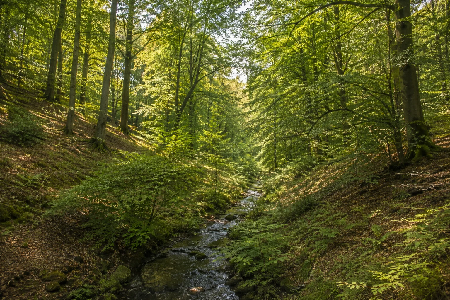 Melle: Melle Oldendorf: Meller Berge mit Buchenwald, Zwickenbach und sanftem Waldtal