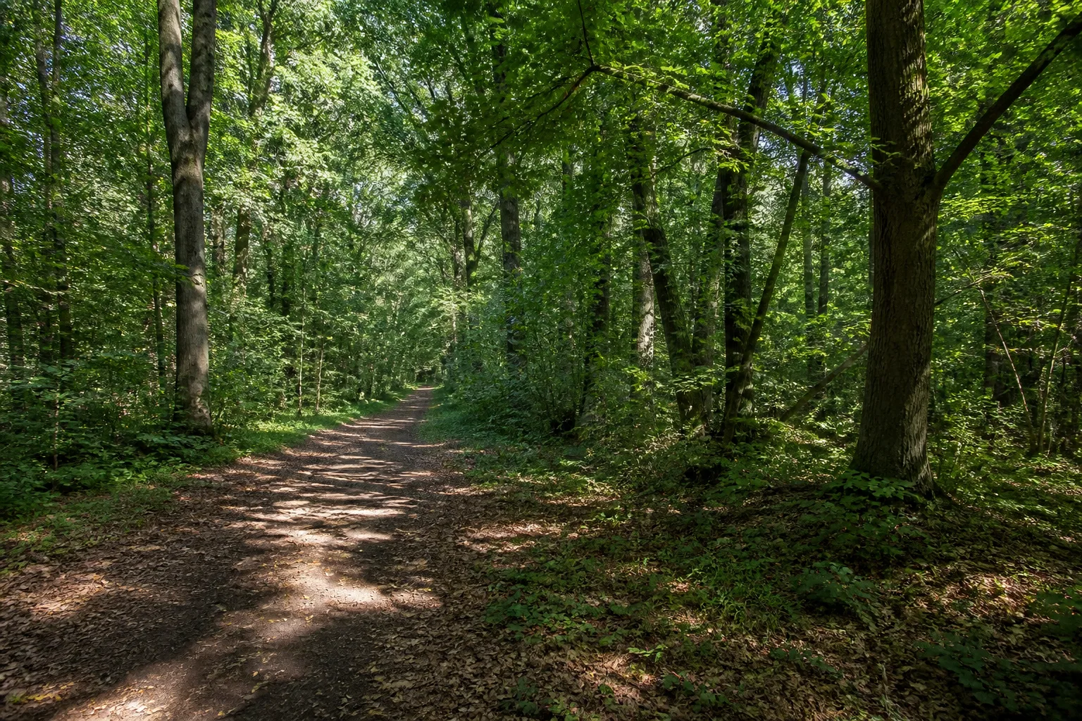 Eichen-Hainbuchenwald im Bürgewald