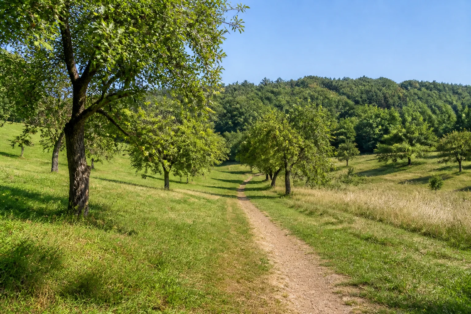 Merchinger Obstwiesen: Wanderweg zwischen alten Apfelbäumen auf einer sanften sonnigen Wiese mit niedriger Waldkulisse.