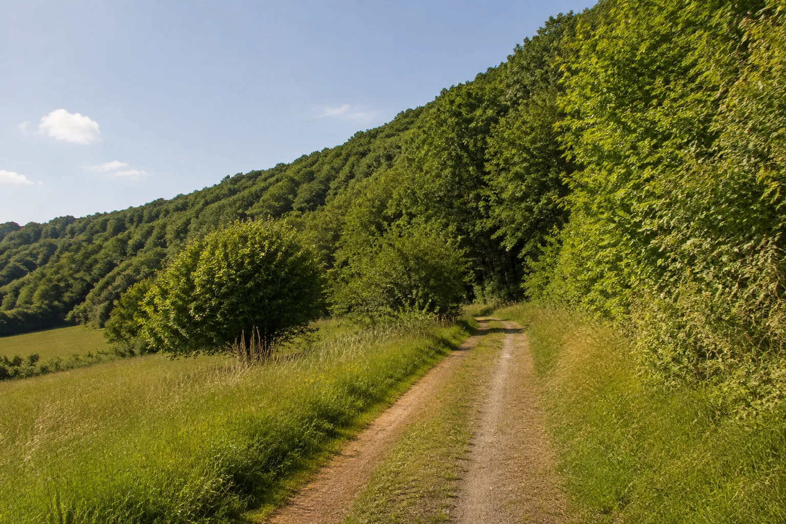 Brotdorfer Waldrand: Feldweg zwischen Wiesen, Hecken und dichtem Buchenwald am niedrigen Hang.