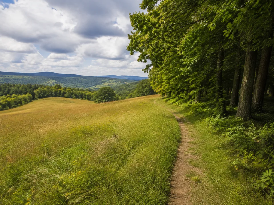 Vielbrunner Höhe: offene Hochfläche mit Limes-Waldrand