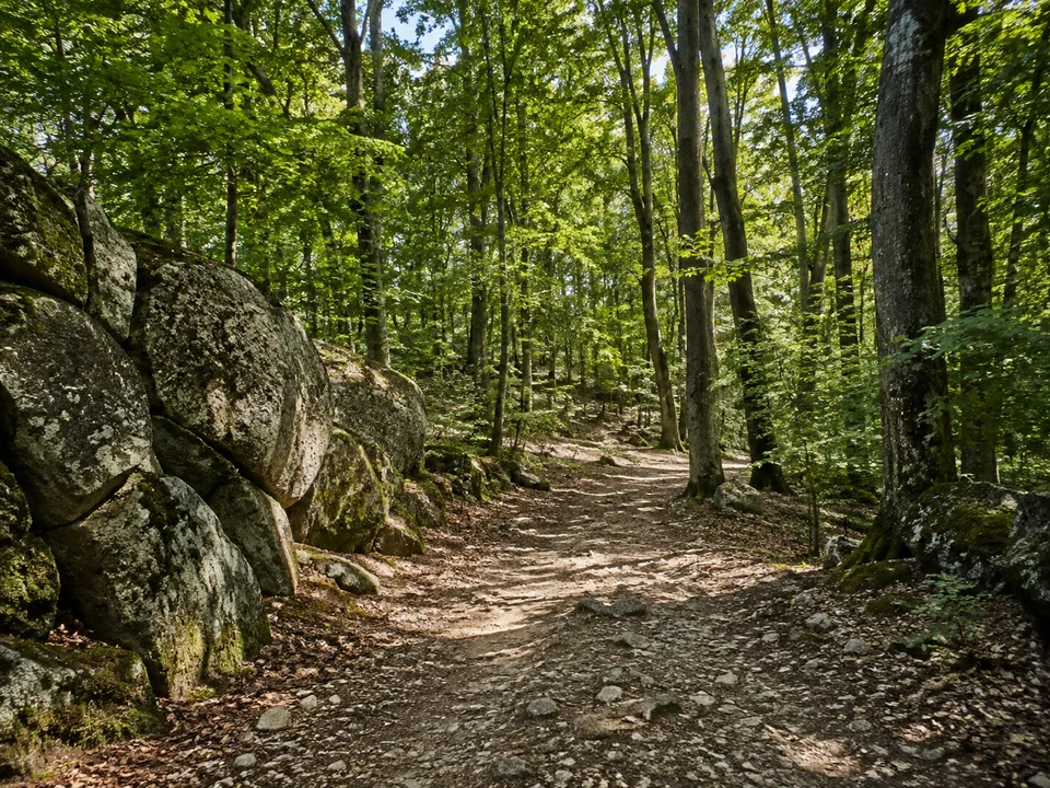 Wald bei Neunkirchen: Breiter leicht steiniger Pfad durch Buchenmischwald auf einem Mittelgebirgsrücken mit grauen Granitblöcken
