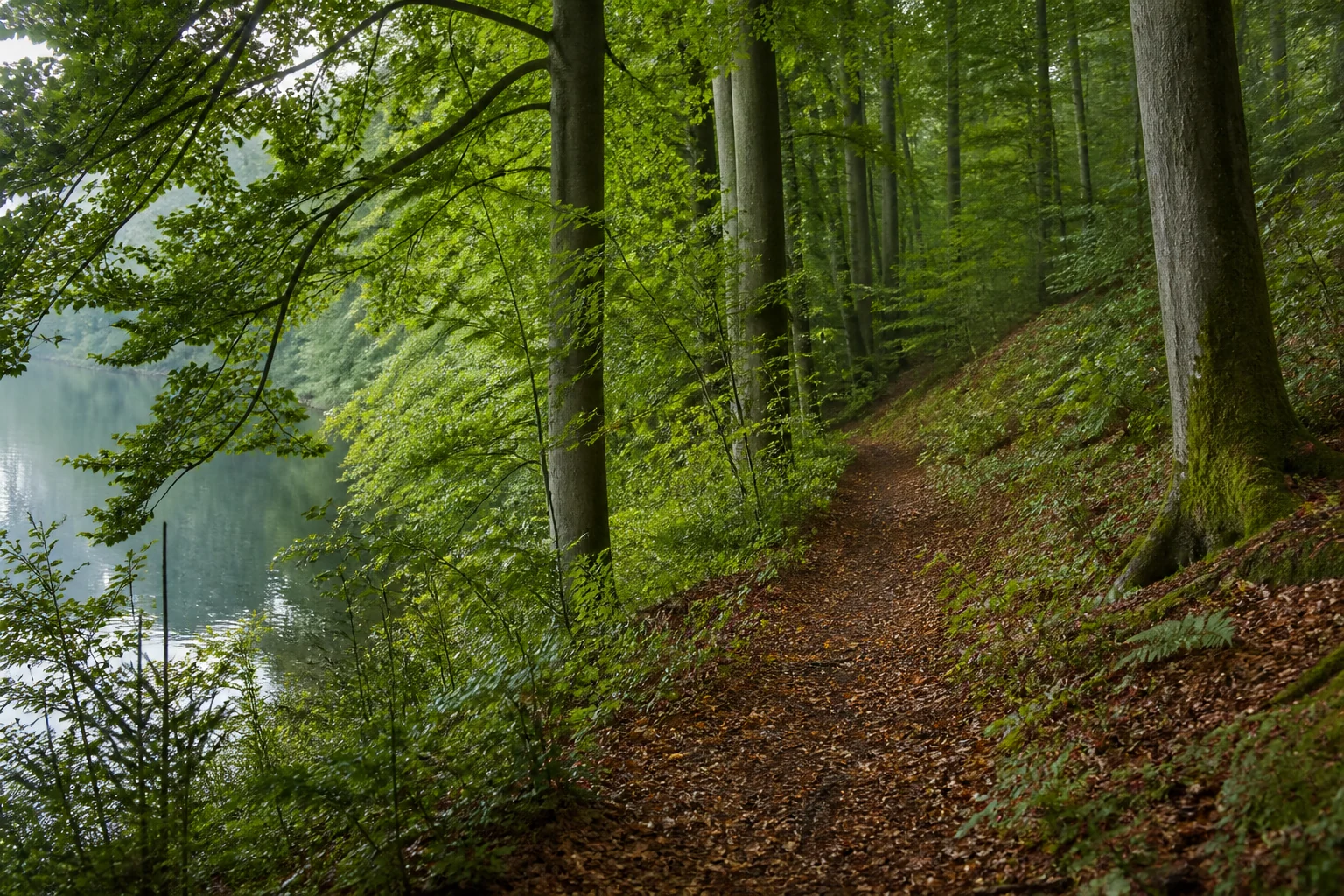 Schmaler Waldpfad mit Blick auf eine stille Bucht der Hevehalbinsel am Möhnesee