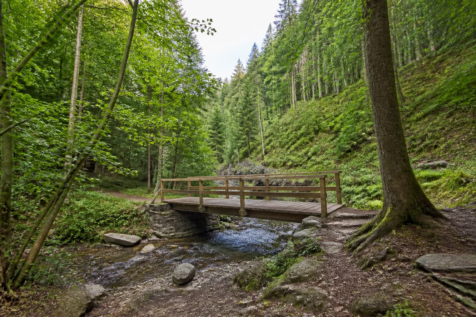 Waldweg am Odeborntal
