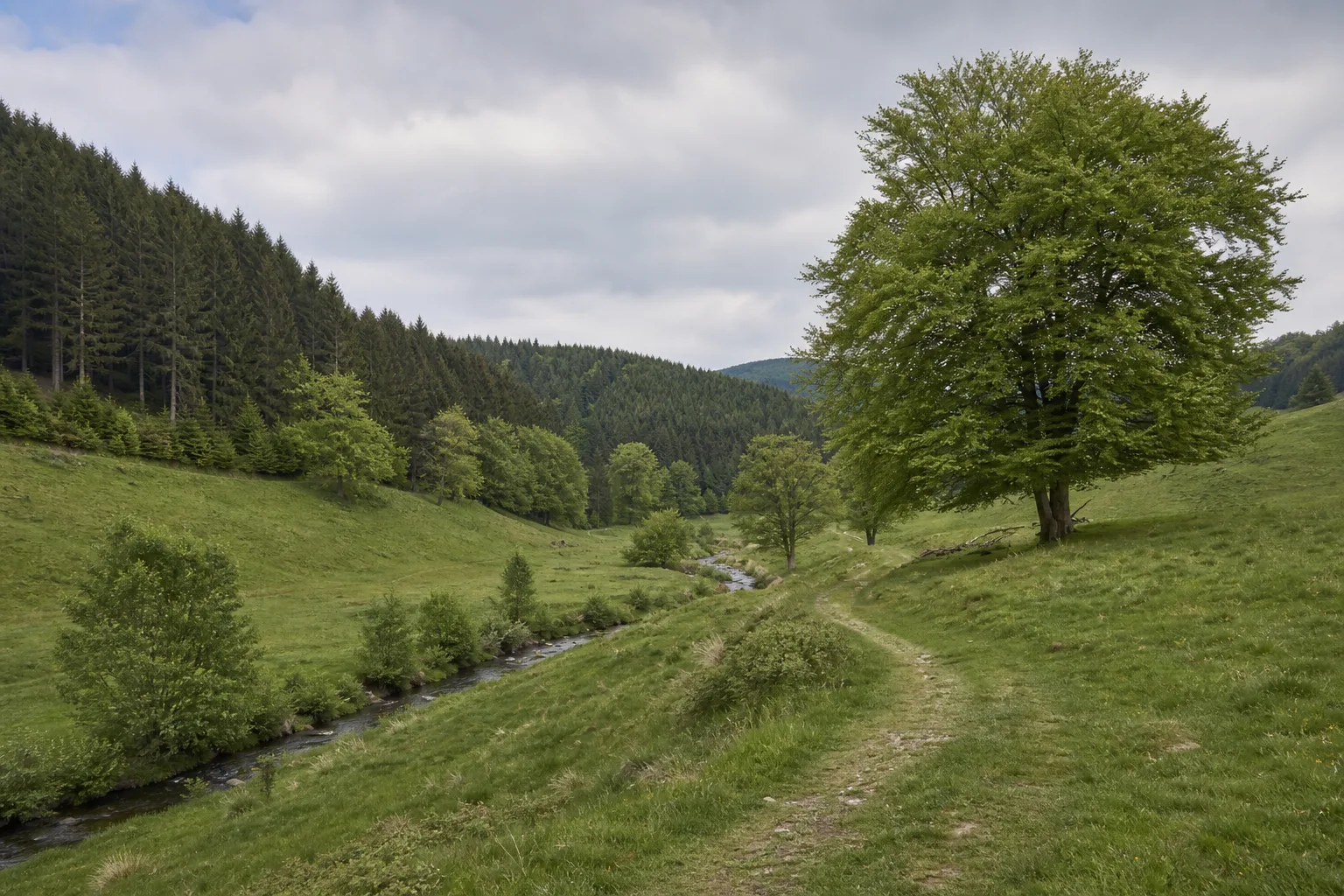 Mollseifen: Bremkebachtal bei Mollseifen