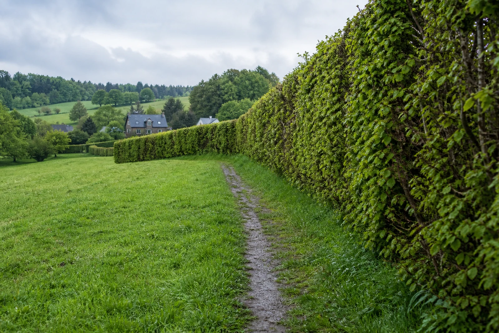 Wanderpfad an hohen Buchenhecken bei Höfen in Monschau