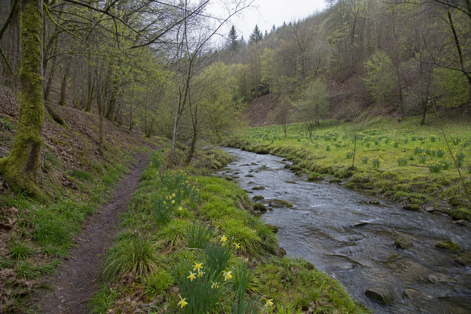 Bachpfad und wilde Narzissen im Perlenbachtal bei Monschau