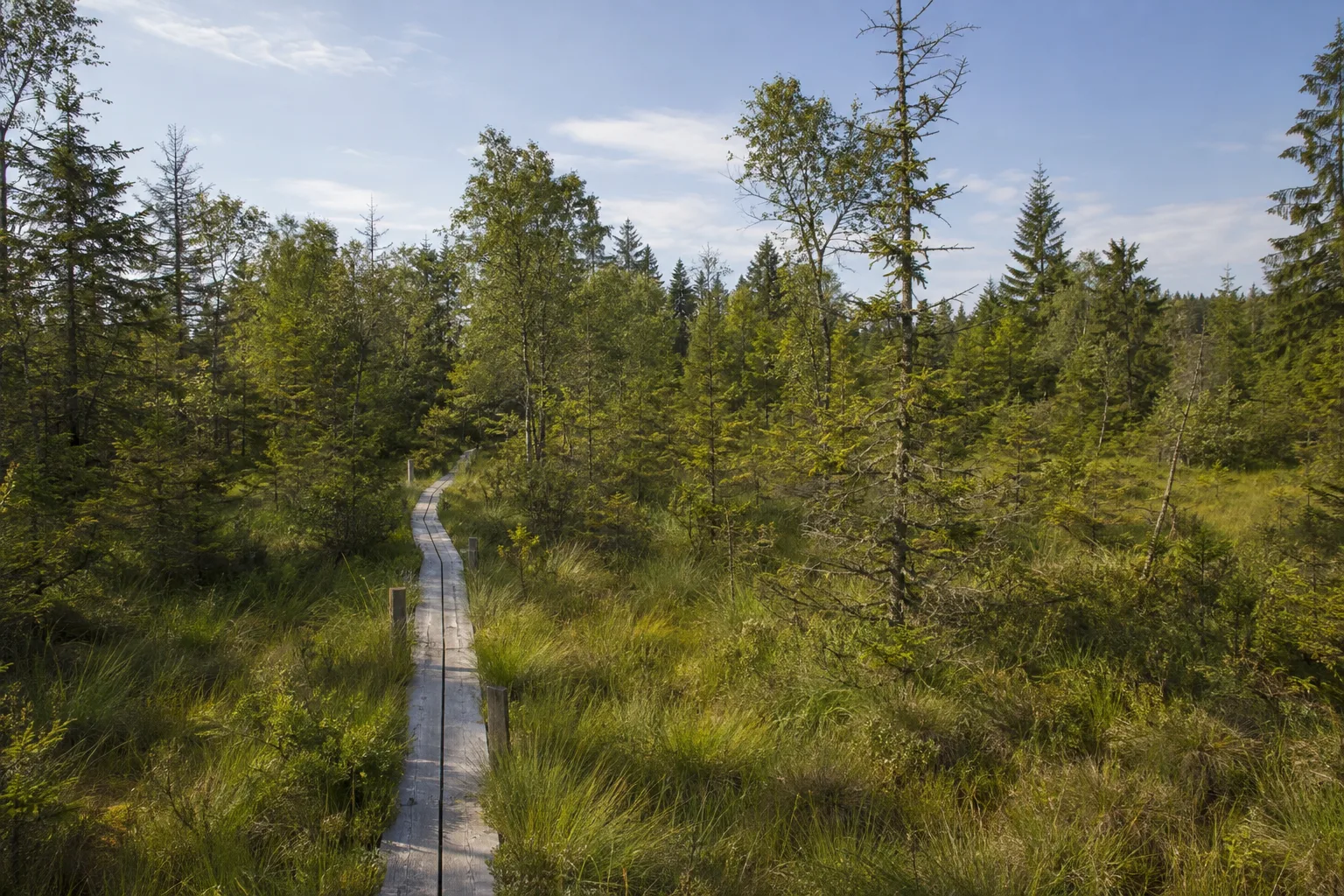 Ortelsbruch: Holzstege durch stilles Hangmoor
