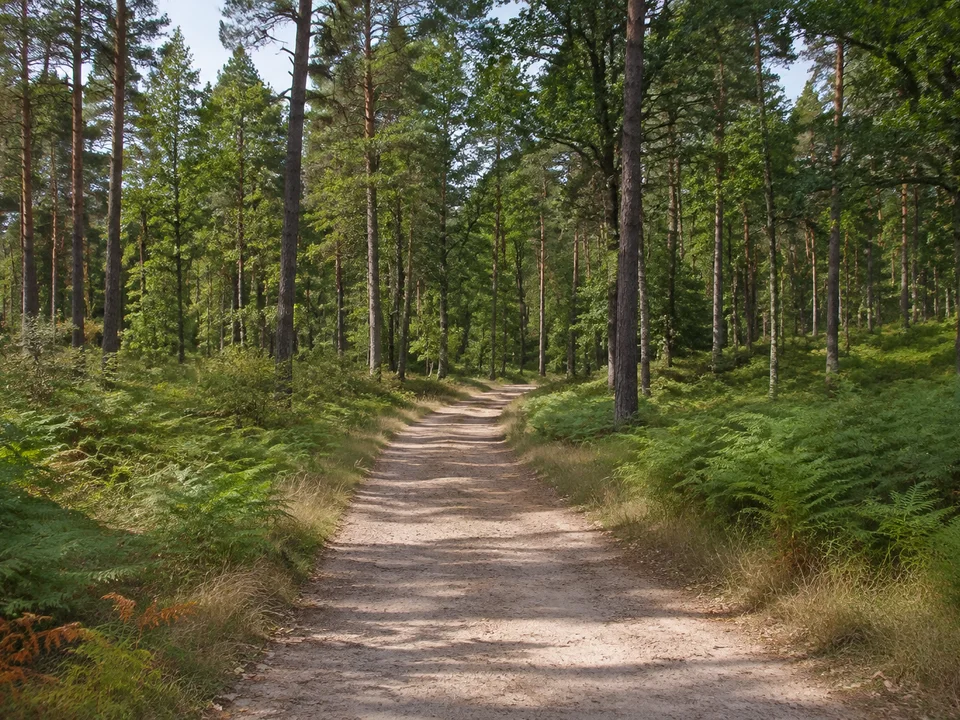 Friedewald bei Auer: sandiger breiter Forstweg zwischen Kiefern, Eichen und Farnen auf niedrigem welligem Gelände
