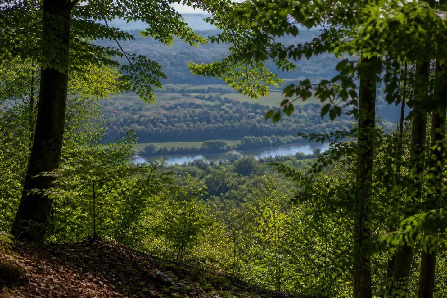 Blick vom bewaldeten Hang bei Diedesheim auf einen schmalen Ausschnitt des breiten Neckars, Buchenlaub rahmt das Tal, keine erfundenen Brücken oder Gebäude.