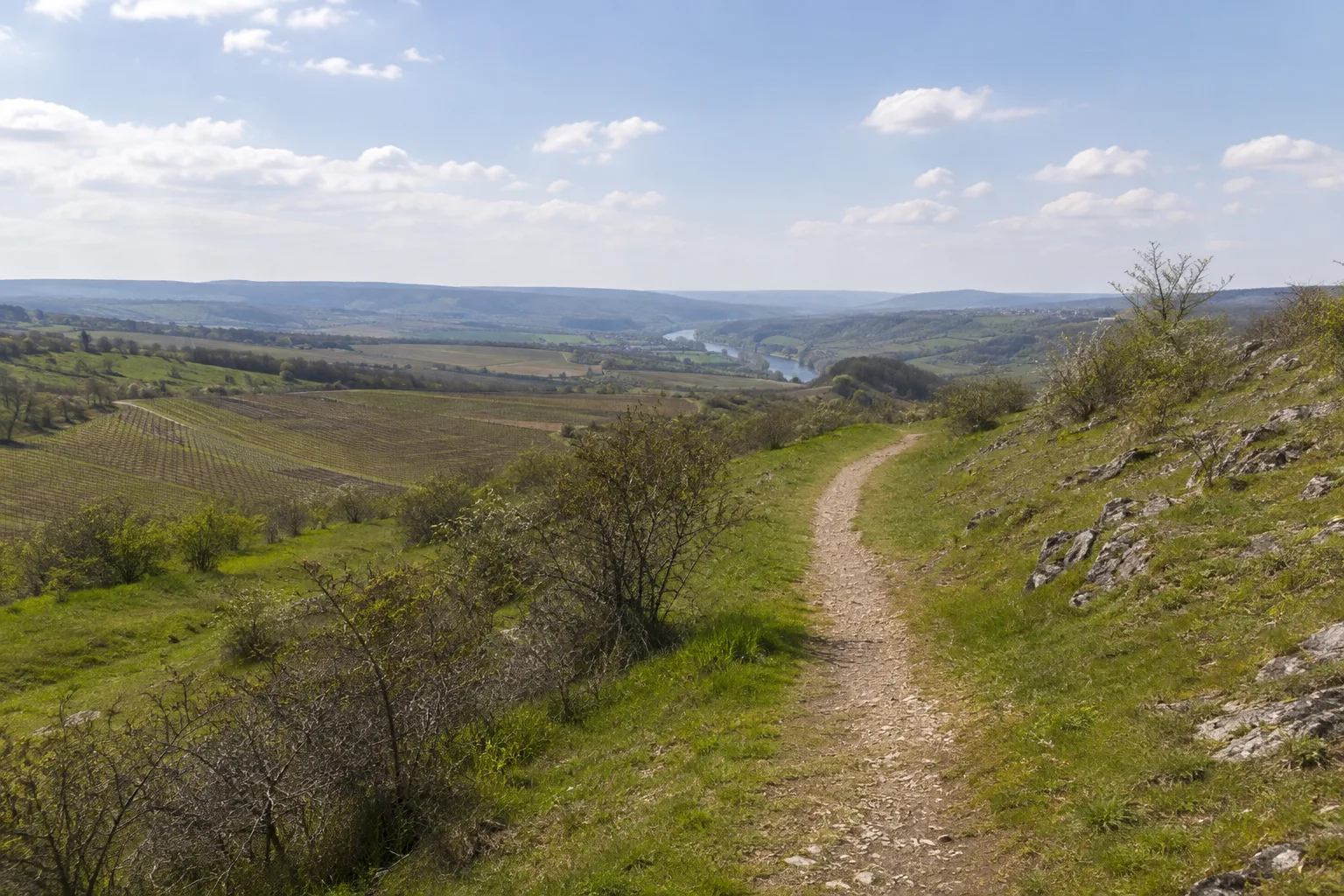 Mittelmosel: Rebhänge und Wald über dem Fluss
