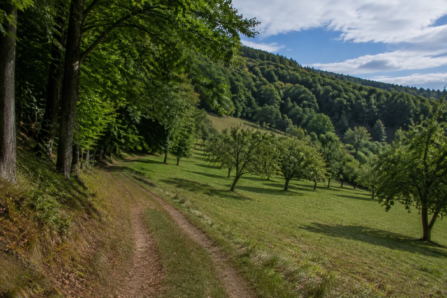 Wiesenweg bei Hiltersklingen mit ausgedehntem Buchenmischwald, sanft gewölbter Talflanke und lockeren Obstbäumen.