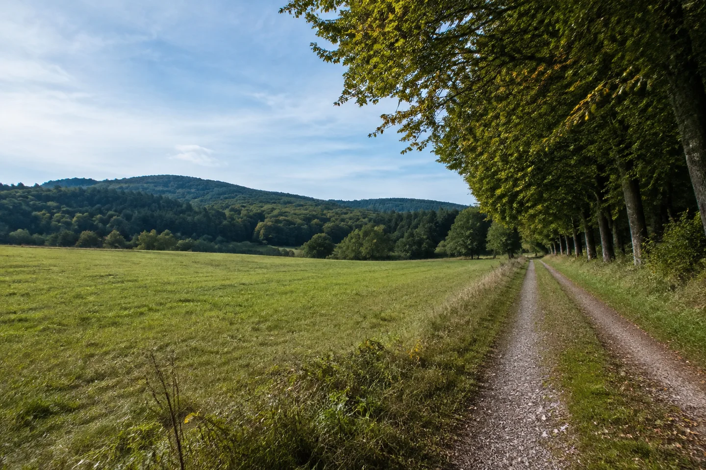 Helle weite Wiese bei Güttersbach, ein Feldweg führt entlang einer Baumreihe zu bewaldeten gerundeten Hügeln, keine erfundenen Kirchen oder Gebäude.