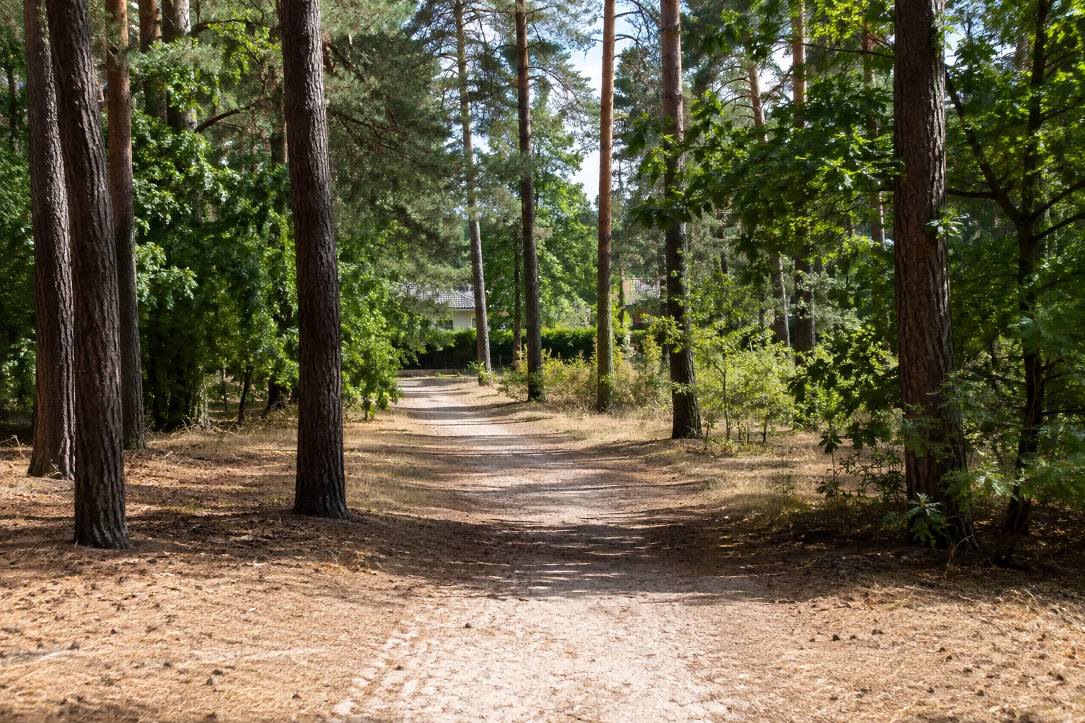 Dorfnahe sandige Kiefernwaldwege am östlichen Hügelrand.