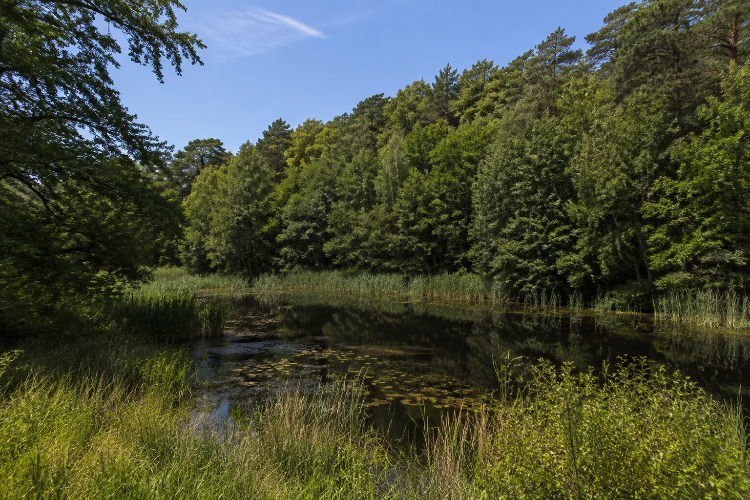 Müggelberge: Teufelssee / Lehrkabinett: Kleiner dunkler Moorsee unter bewaldeten eiszeitlichen Hügeln.
