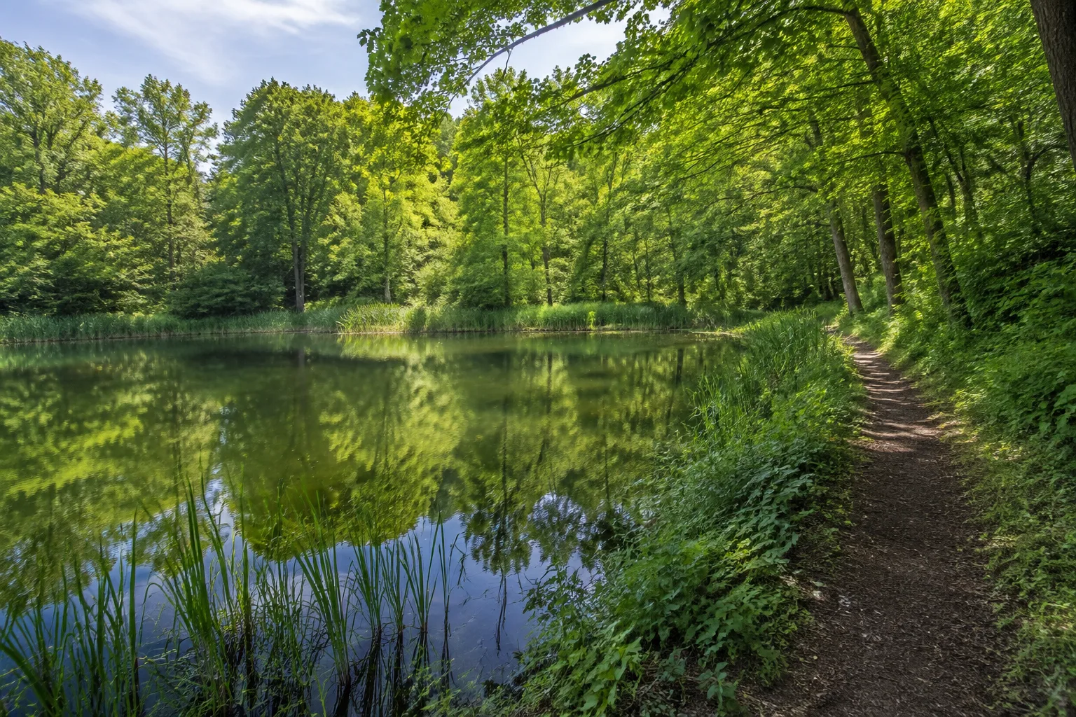Schwanenteich: ruhiger Teich mit Schilf und altem Laubwald