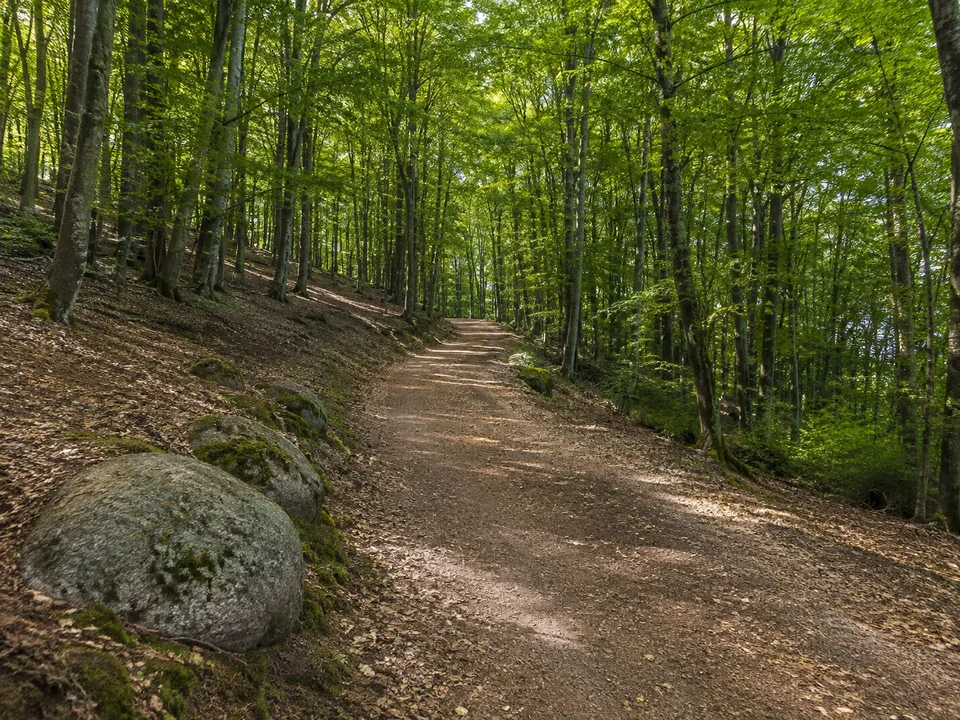 Mühltaler Buchenwald: Breiter ansteigender Waldweg unter Buchen mit einzelnen abgerundeten grauen Granitblöcken am Rand
