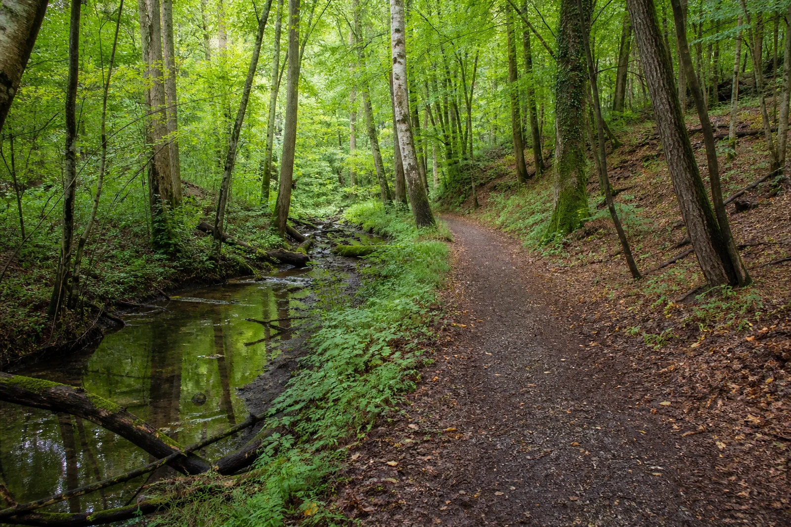 Waldweg am kleinen Wambach im Broich-Speldorfer Wald