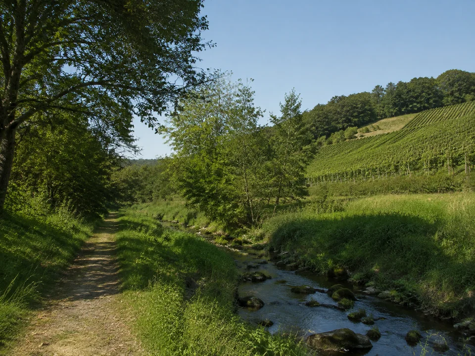 Klemmbachtal bei Niederweiler: Grüner Talweg neben kleinem Bach mit Laubbäumen und niedrigen Reb- und Waldhügeln