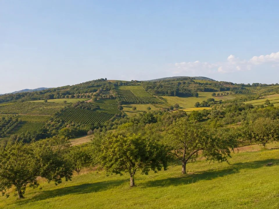 Feldberger Obstlandschaft: Offene Obstwiesen und Weinberge auf niedrigen gerundeten Hügeln bei Müllheim-Feldberg ohne hohe Gipfel