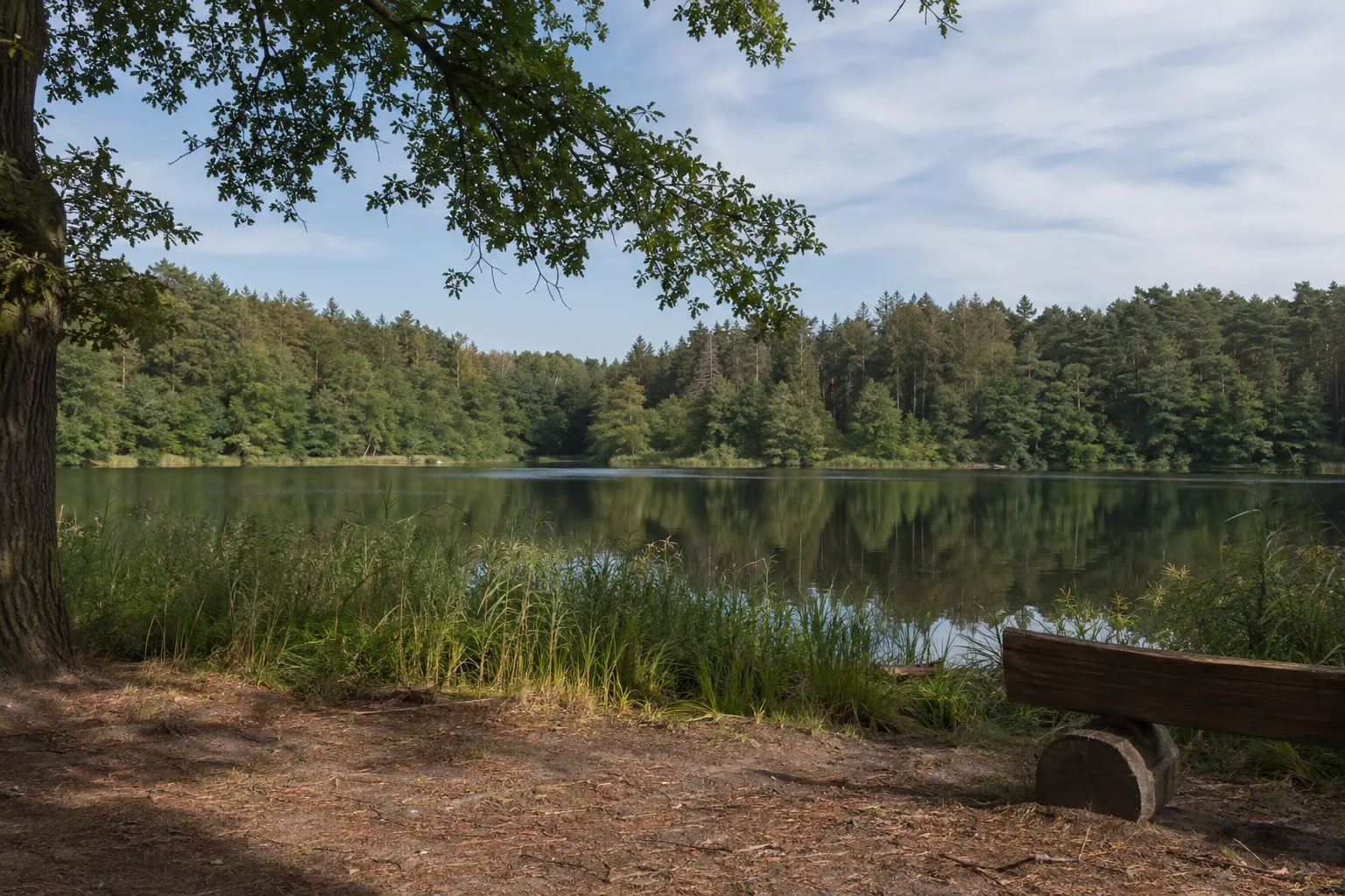 Katharinensee: Kleiner Waldsee als ruhiger Gegenpol zur Innenstadt