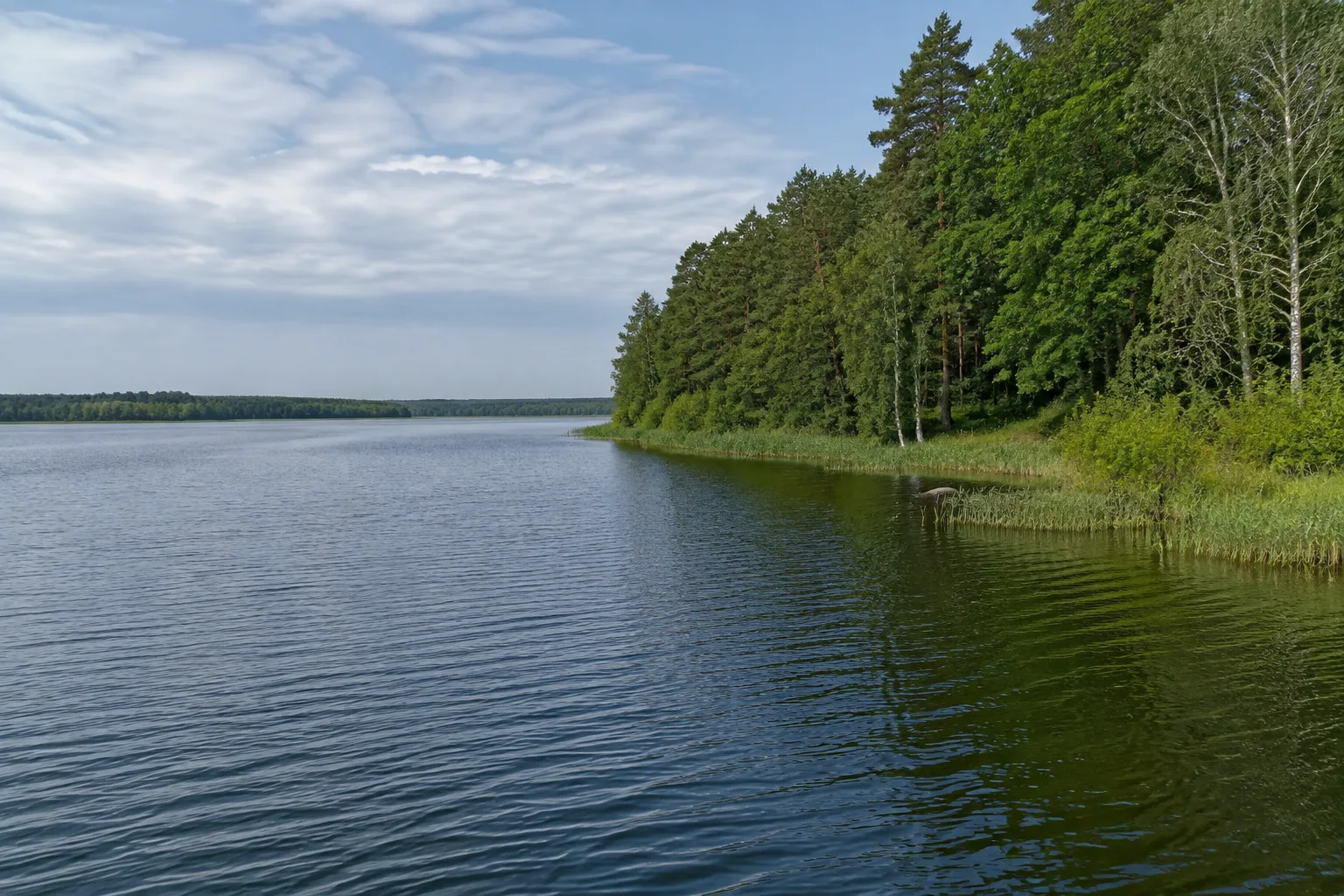 Müllrose: Großer Müllroser See: Bewaldetes Ostufer und breite Wasserfläche südlich der Stadt