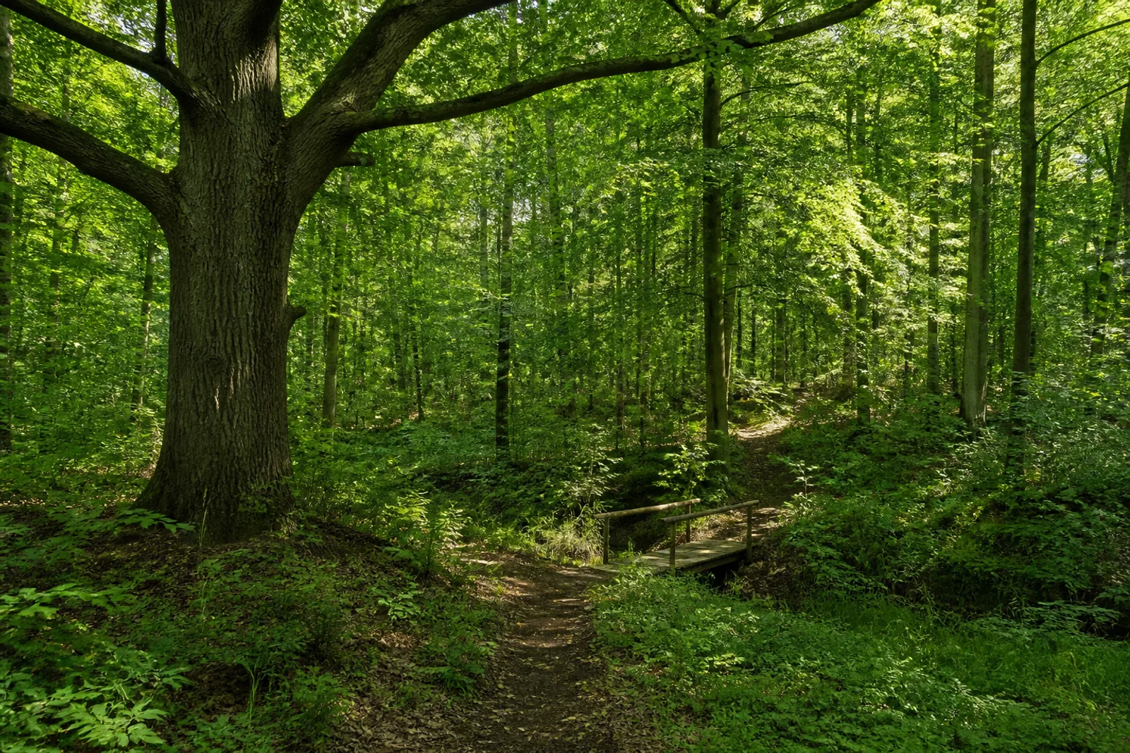 Alter Eichen- und Buchenwald im Wolbecker Tiergarten in Münster
