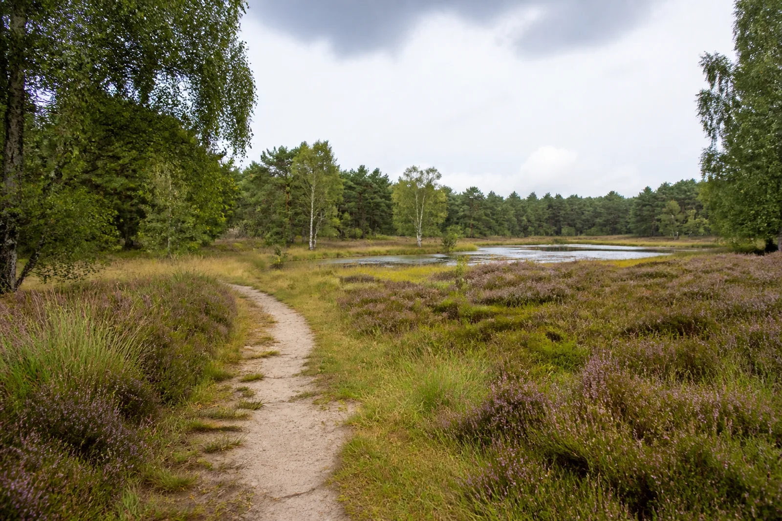 Heidelandschaft in der Hohen Mark im Münsterland mit Sandweg, Teich und Mischwald