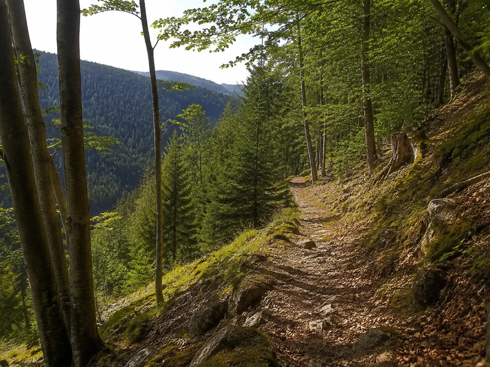 Spielweger Waldhang: Steiniger Wanderweg durch Buchen und Tannen oberhalb eines engen Schwarzwaldtals bei Spielweg