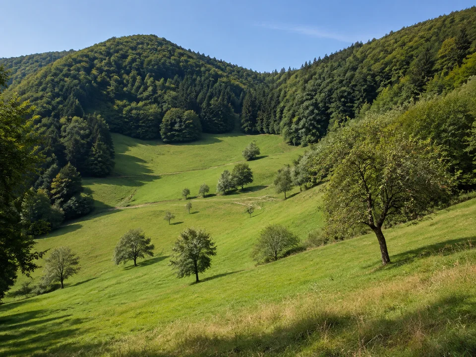 Wiesen bei Münsterhalden: Hochgelegener grüner Wiesenkessel mit steilen rundlichen bewaldeten Hängen und einzelnen Obstbäumen ohne Alpen