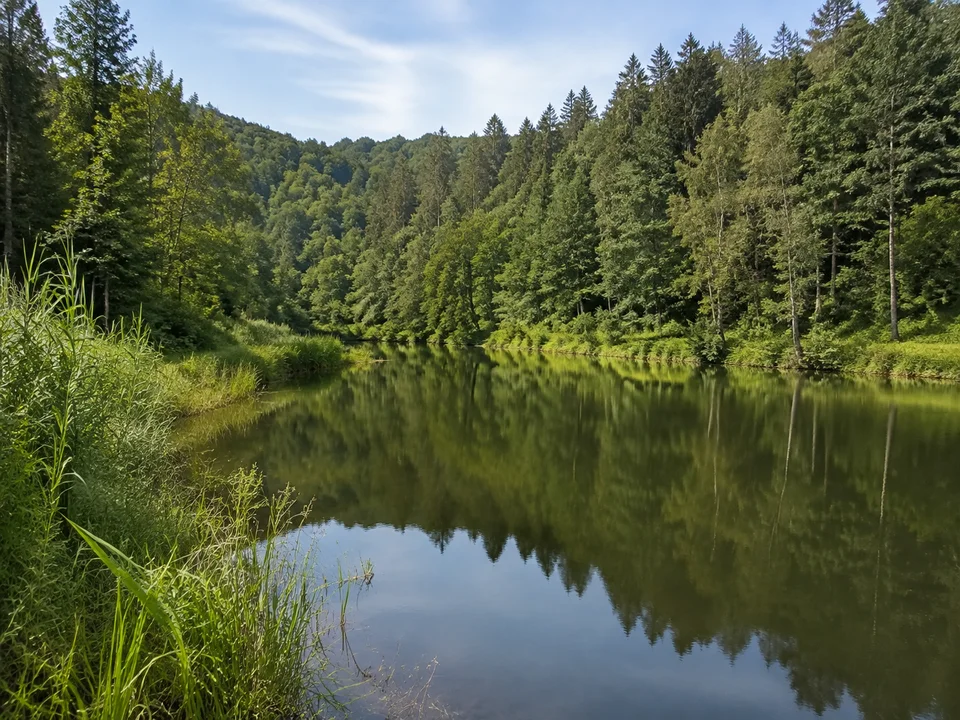 Waldseegebiet Fornsbach: Kleine ruhige Wasserfläche mit grünem Ufer und dichtem Mischwald im sanften Hügelland
