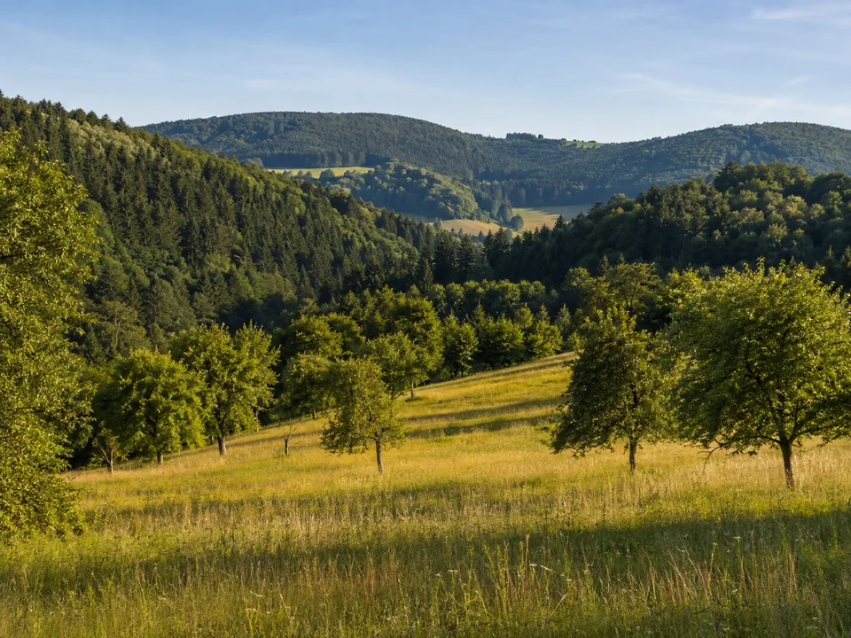 Kirchenkirnberger Höhe: Offene Wiese mit Obstbäumen zwischen gerundeten dunklen Waldhöhen ohne erfundene Häuser