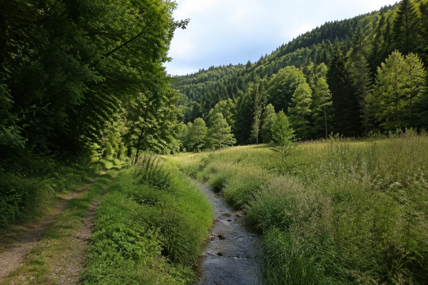 Kleines Wiesental bei Culmitz südlich Naila, schmaler Bach zwischen Gras und Stauden, Waldweg am Talrand und steile aber gerundete Waldhänge.