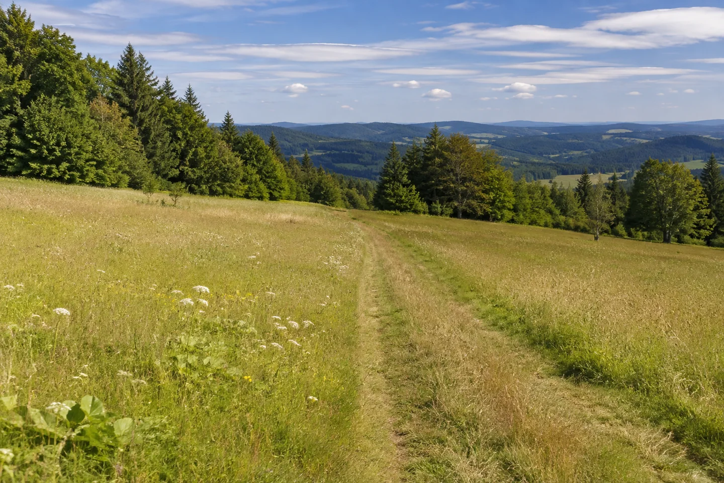 Hochflächenwiesen bei Lippertsgrün im Frankenwald, weicher Feldweg, gemischter Wald an den Rändern und weite Sicht über bewaldete Kuppen.