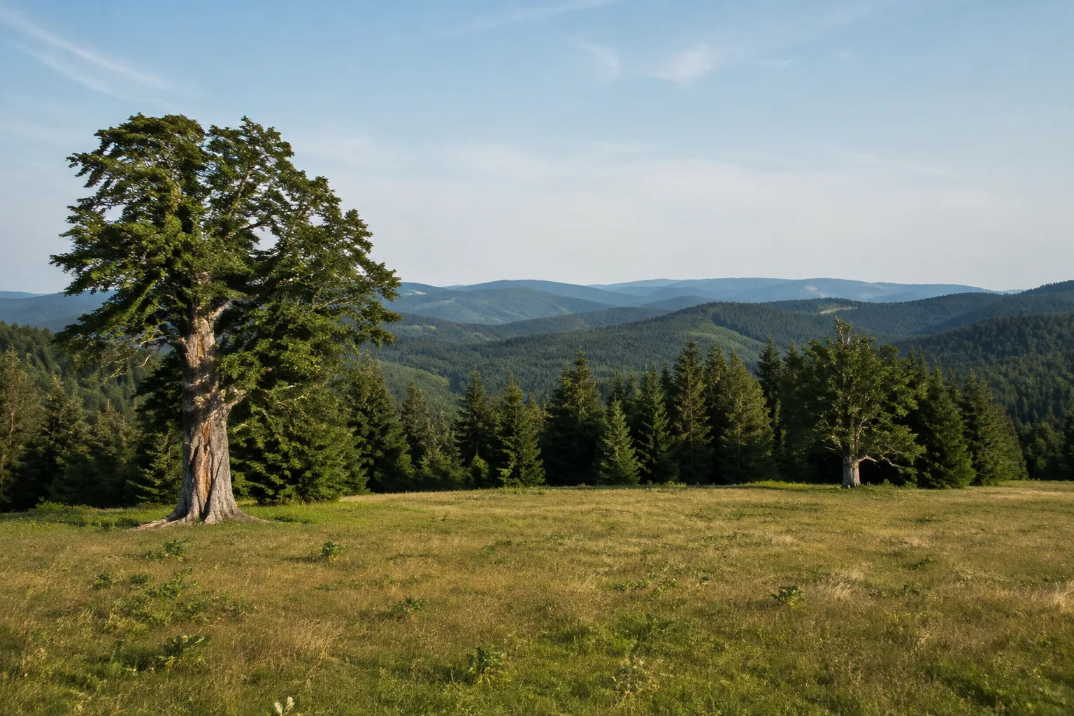 Schachten: offene historische Waldweide inmitten dichter Bergwälder