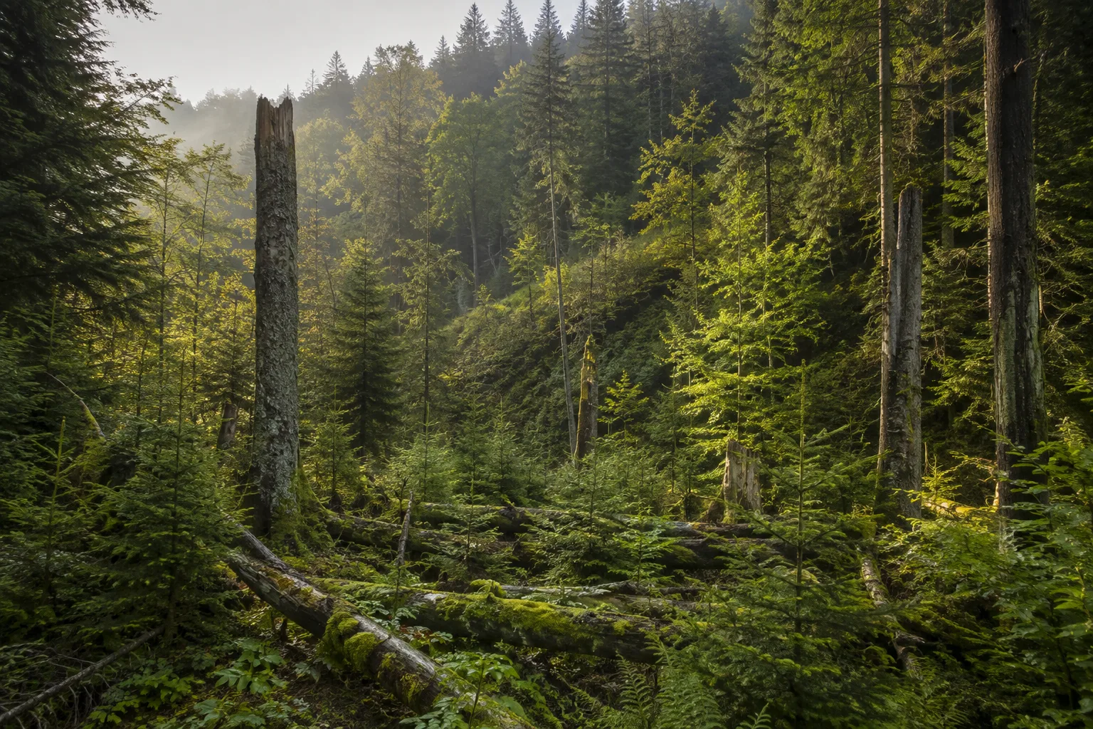 Nationalpark Bayerischer Wald: Nationalpark Bayerischer Wald: Nationalpark-Waldwildnis: strukturreicher Bergmischwald mit stehendem Totholz und junger Naturverjüngung