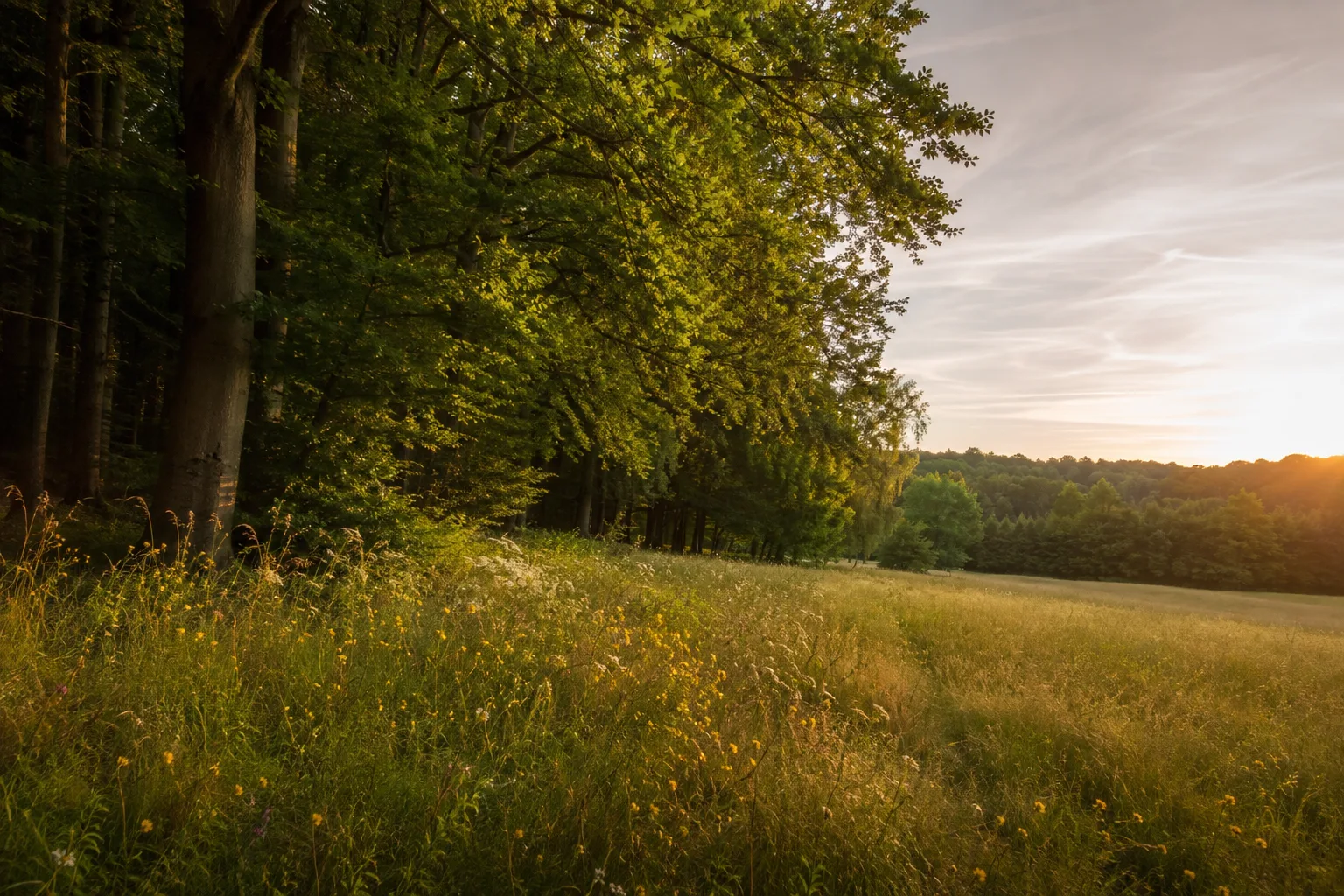 Hütscheroda: Waldsaum mit artenreicher Wiese und stiller Wildkatzenlandschaft