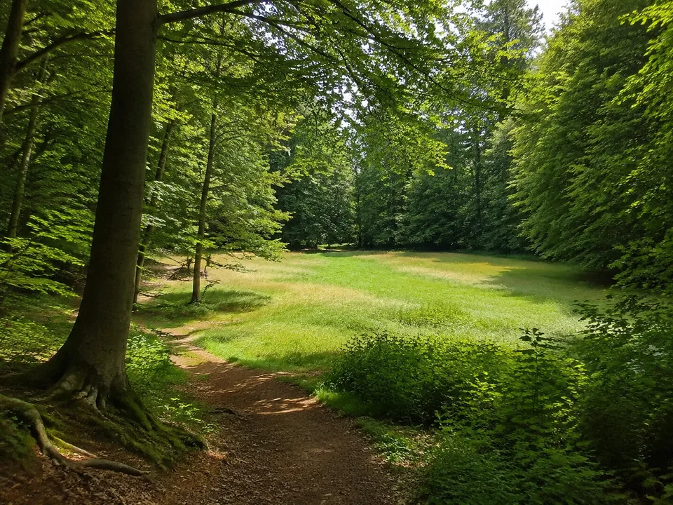 Quernst: stiller Waldweg zur offenen Quernstfläche