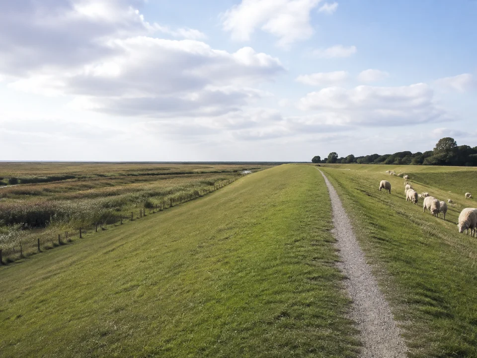 Nationalpark Niedersächsisches Wattenmeer: Grasbewachsener Deich mit Schafen und schmalem Weg, flache Marsch bei Dorum-Neufeld