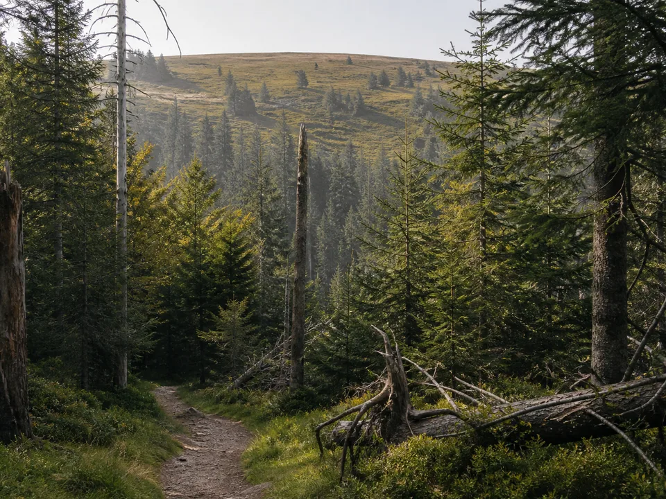 Allerheiligen: felsige Schlucht mit Kaskaden im Mischwald