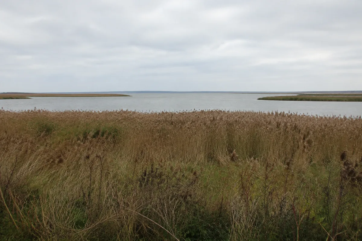 Weite Boddenlandschaft mit Schilf aus landseitiger Perspektive
