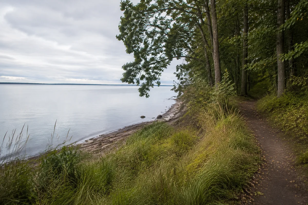 Nationalpark Vorpommersche Boddenlandschaft: Drei Eichen: Küstenwald am Barhöfter Bodden mit Laubbäumen und ruhigem Wasser