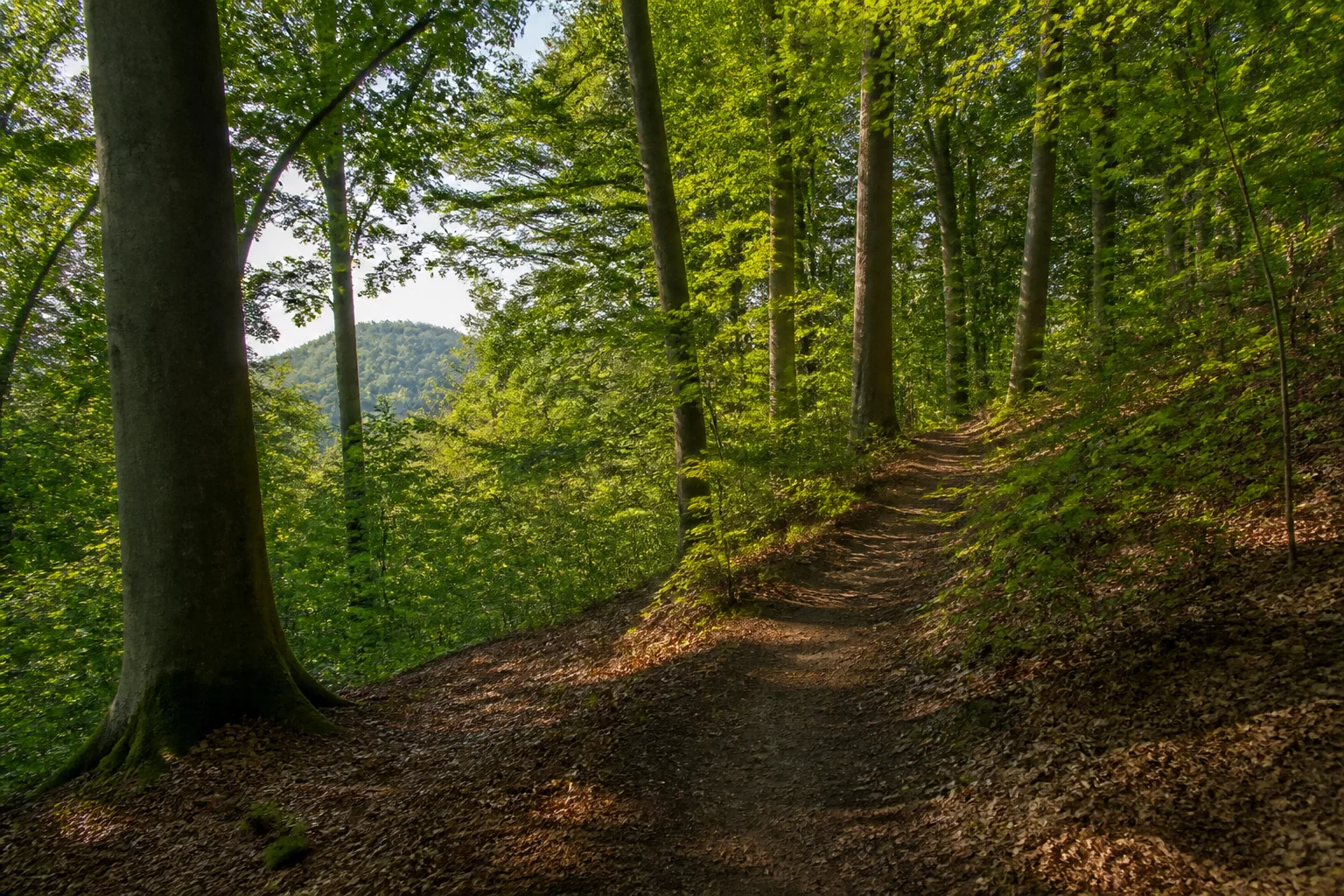 Tecklenburger Sandsteinrücken mit Laubwald und niedriger bewaldeter Horizontlinie