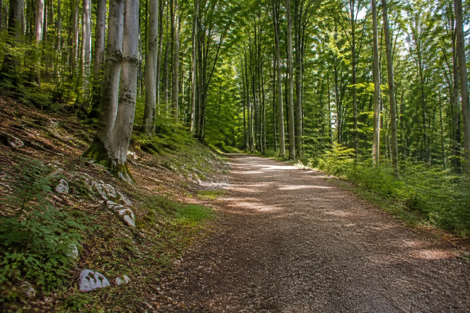 Natur- und Geopark TERRA.vita: Bad Iburg Freeden: Buchenwald am Freeden mit kalkigem Waldboden und breitem Waldweg