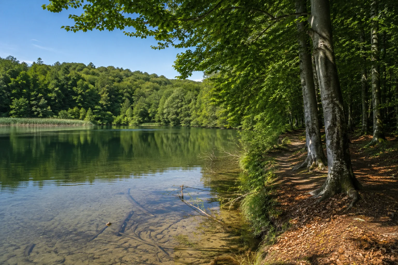 Buchenwald über klarem eiszeitlichem See.