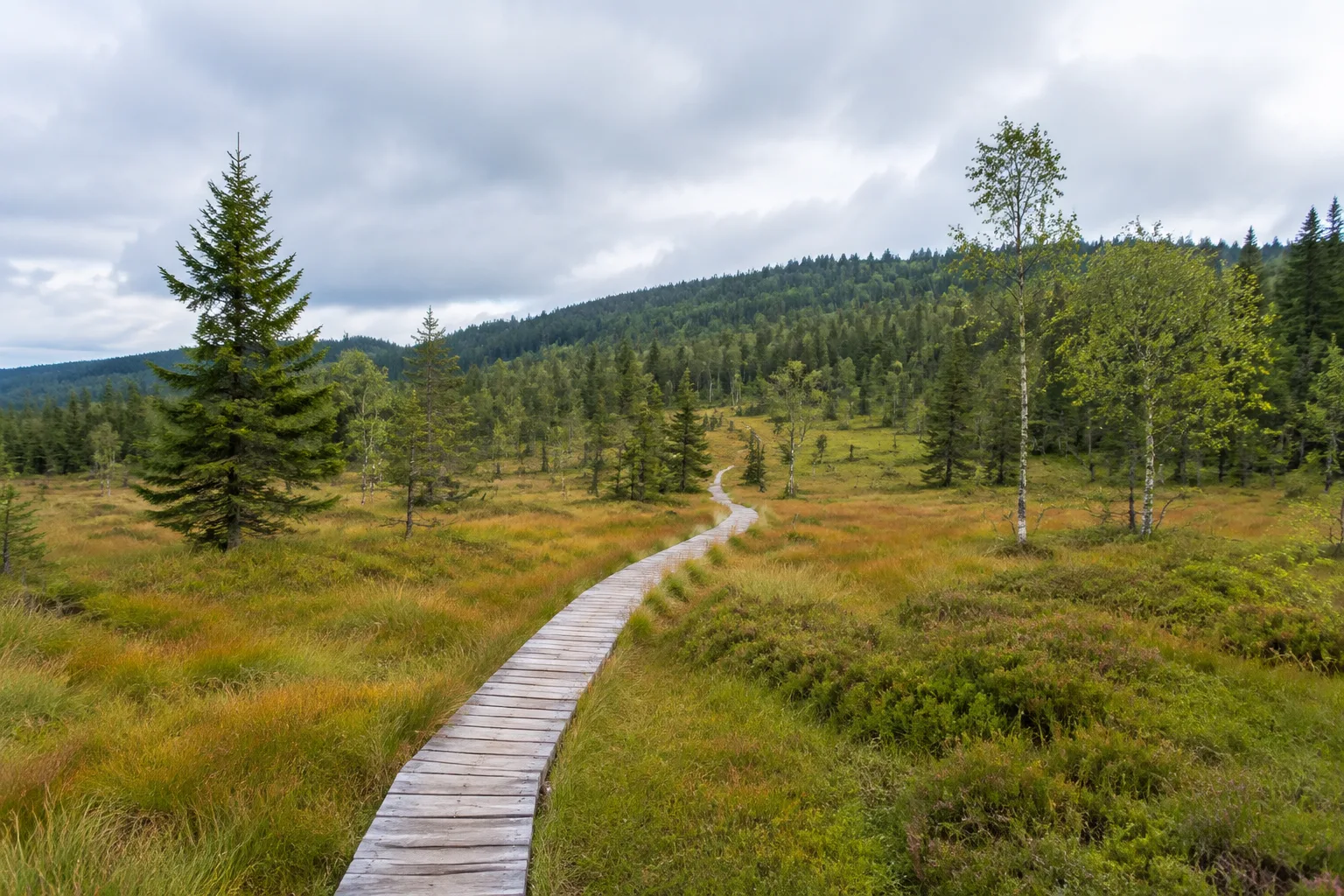 Hochmoor: lichter Hochlagenwald an einem gelenkten Moorsteg