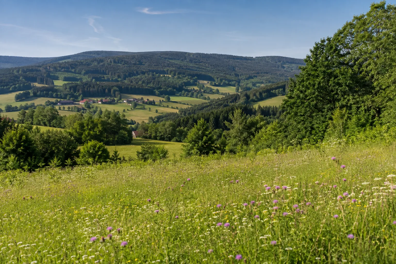 Naturpark Bayerischer Wald: Naturpark Bayerischer Wald: Naturparklandschaft: Wiesen und Hecken vor bewaldeten Vorbergen des Bayerischen Waldes