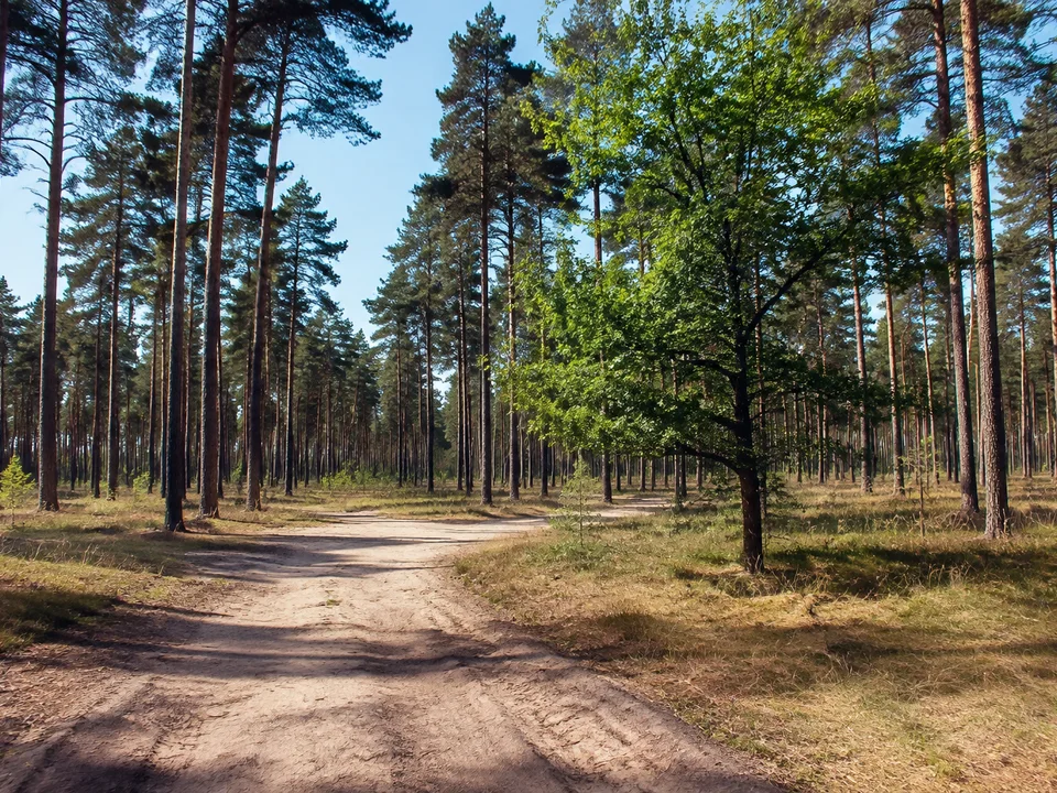 Kiefernwald bei Eisenhammer: Lichter hoher Kiefernwald mit breitem Sandweg und einzelnem Laubholz, flaches Gelände