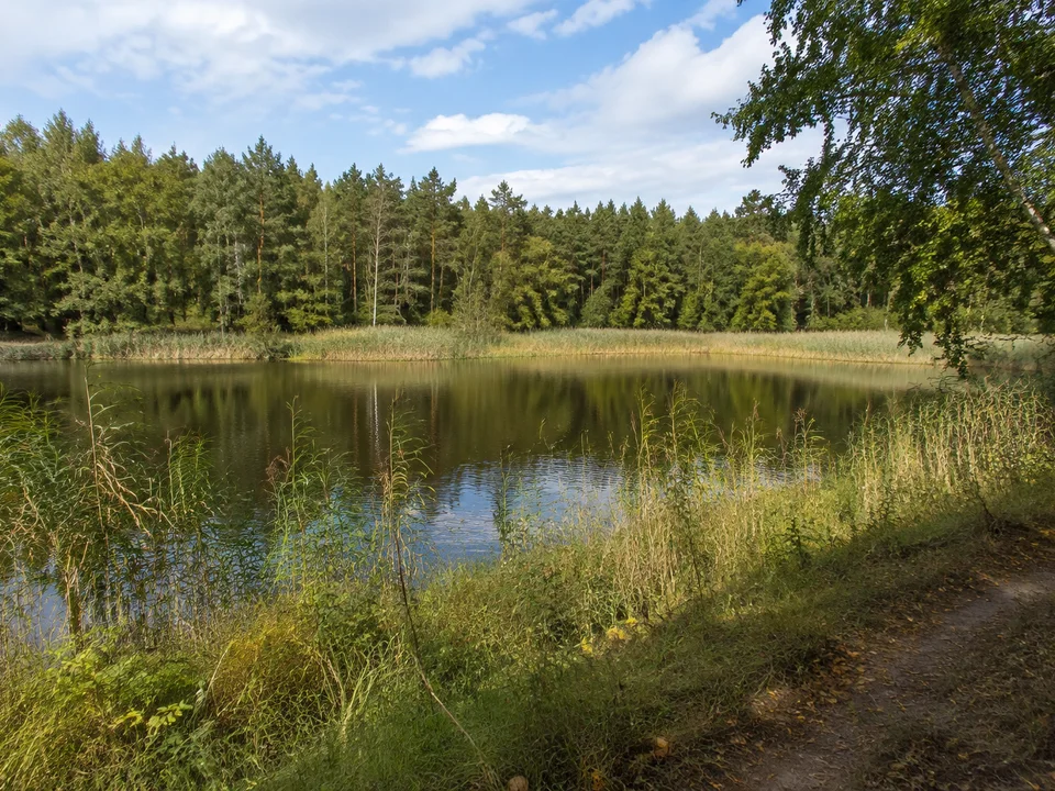 Teichlandschaft bei Reinharz: Kleiner stiller Teich mit Schilf und altem Mischwald dahinter, keine Schlossarchitektur